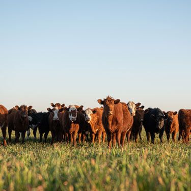 cattle on grass with blue sky