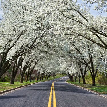 Freight Shipping from New Jersey to Texas - Tree-lined road