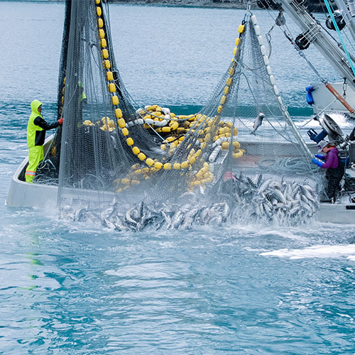 Shipping Seafood from Alaska