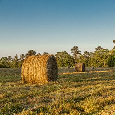 HAY