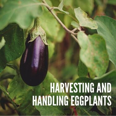 Harvesting and Handling Eggplants