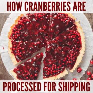 How Cranberries are Processed for Shipping