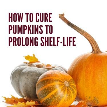 How to Cure Pumpkins to Prolong Shelf-Life