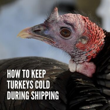 How to Keep Turkeys Cold During Shipping