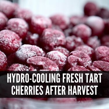 Hydro-cooling Fresh Tart Cherries after Harvest