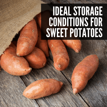 Ideal Storage Conditions for Sweet Potatoes