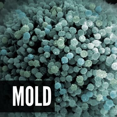 Mold