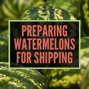 Preparing Watermelons For Shipping