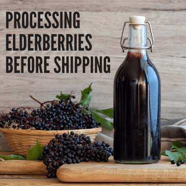 Processing Elderberries Before Shipping