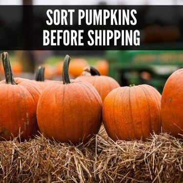 Sort Pumpkins Before Shipping