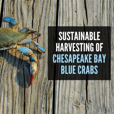 A blue crab walks on wooden planks