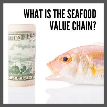 What Is the Seafood Value Chain