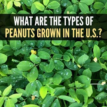 What are the Types of Peanuts Grown in the U.S.