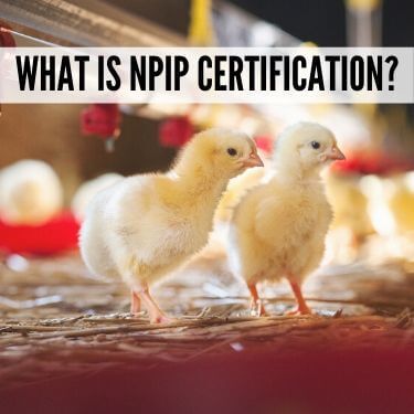 What is NPIP Certification