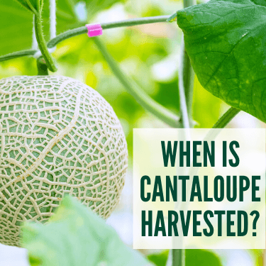 When is Cantaloupe Harvested