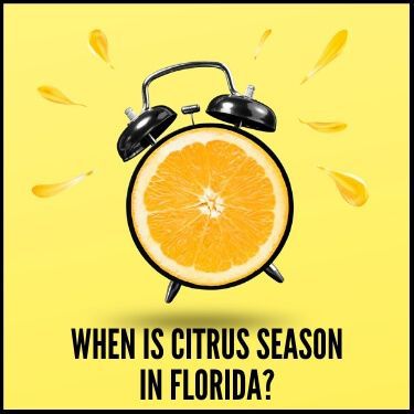 When is Citrus Season in Florida