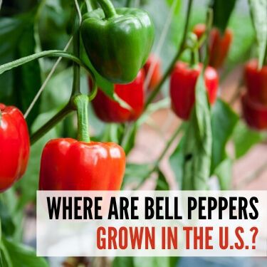 Where are Bell Peppers Grown in the U.S.