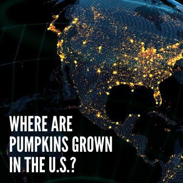 Where are Pumpkins Grown in the U.S.