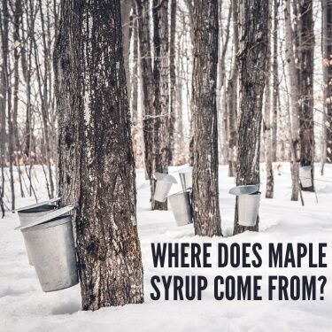 Where does Maple Syrup Come From