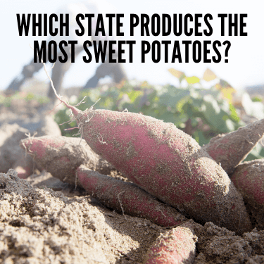 Which State Produces the Most Sweet Potatoes