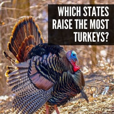 Which States Raise the Most Turkeys