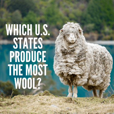 Which U.S. States Produce the Most Wool