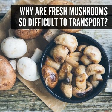 Why are Fresh Mushrooms so Difficult to Transport