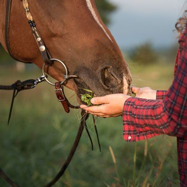 equine-products