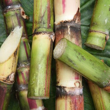 sugarcane